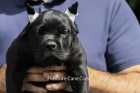 Tiberia, a female Cane Corso for sale in Marengo, IL – 7 of 7