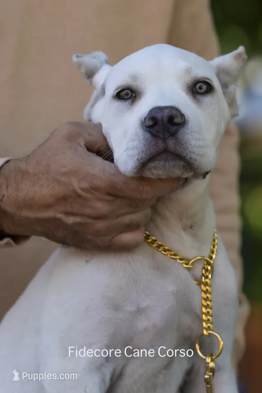 White/ Straw Cane corso Female, a female Cane Corso for sale in Marengo, IL – 1 of 6