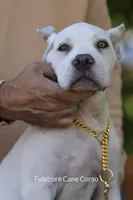 White/ Straw Cane corso Female, a female Cane Corso for sale in Marengo, IL – 1 of 6