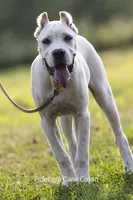 White/ Straw Cane corso Female, a female Cane Corso for sale in Marengo, IL – 8 of 9