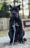 Balu, a male Cane Corso for sale in Marengo, IL – 5 of 5