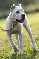White/ Straw Cane corso Female, a female Cane Corso for sale in Marengo, IL – 3 of 9
