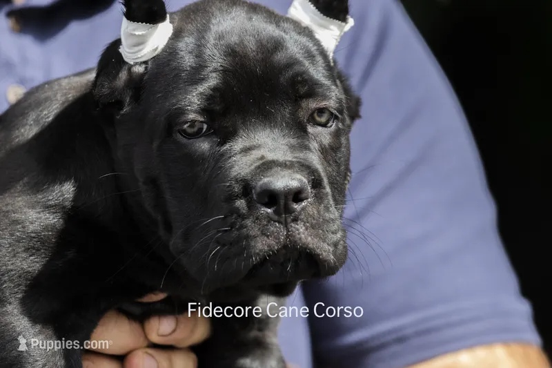 Tiberia – Cane Corso puppy for sale in Marengo, IL