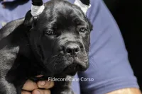 Tiberia, a female Cane Corso for sale in Marengo, IL – 1 of 7