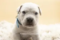 White/ Straw Cane corso , a female Cane Corso for sale in Marengo, IL – Photo 2 of 2