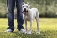 White/ Straw Cane corso Female, a female Cane Corso for sale in Marengo, IL – 7 of 9