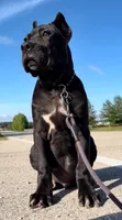 Balu, a male Cane Corso for sale in Marengo, IL – 2 of 5