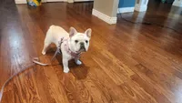 Glory, a female French Bulldog for sale in Arvada, CO – 10 of 10