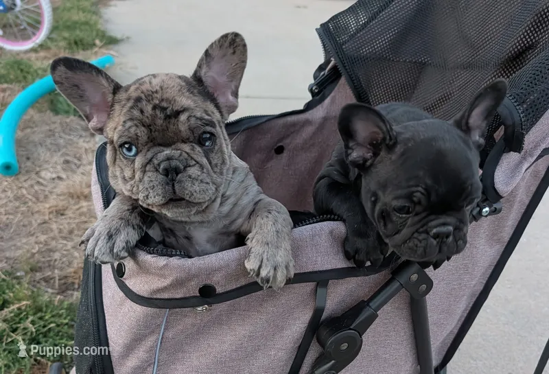 Sam – French Bulldog puppy for sale in Arvada, CO
