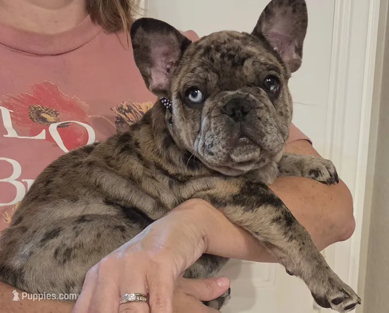 Sam – French Bulldog puppy for sale in Arvada, CO