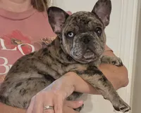 Sam, a male French Bulldog for sale in Arvada, CO – 1 of 10