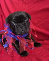 Glory, a female French Bulldog for sale in Arvada, CO – 2 of 10