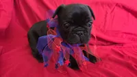 Glory, a female French Bulldog for sale in Arvada, CO – 4 of 10