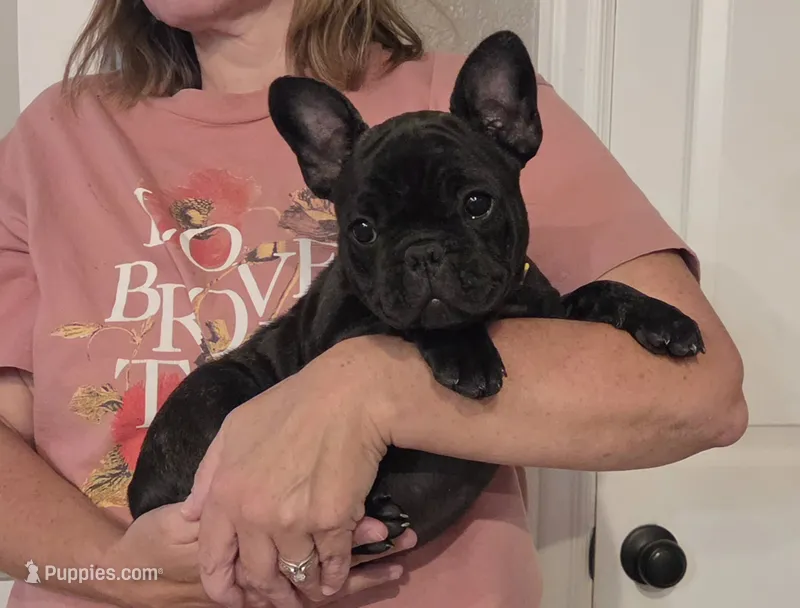 Betsy – French Bulldog puppy for sale in Arvada, CO