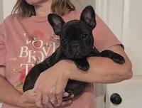 Betsy, a female French Bulldog for sale in Arvada, CO – 1 of 10