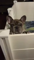 Sam, a male French Bulldog for sale in Arvada, CO – 3 of 10
