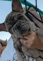 Sam, a male French Bulldog for sale in Arvada, CO – 4 of 10