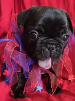 Glory, a female French Bulldog for sale in Arvada, CO – 3 of 10
