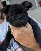 Glory, a female French Bulldog for sale in Arvada, CO – 2 of 10