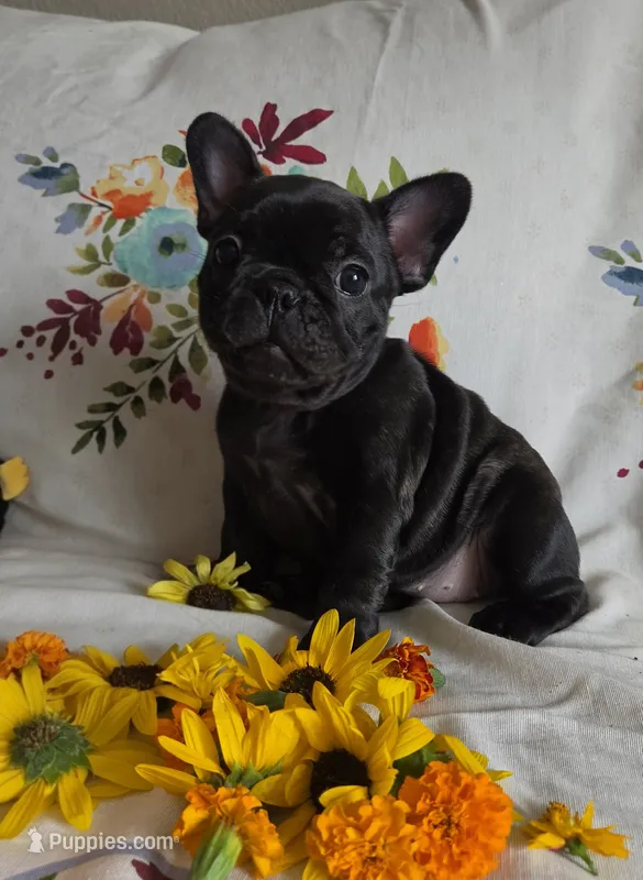 Betsy – French Bulldog puppy for sale in Arvada, CO