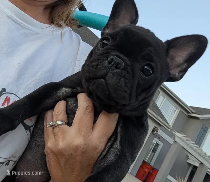 Betsy – French Bulldog puppy for sale in Arvada, CO