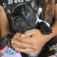 Betsy, a female French Bulldog for sale in Arvada, CO – 6 of 10
