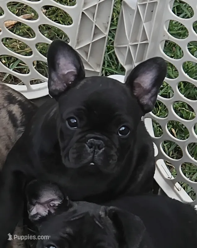 Betsy – French Bulldog puppy for sale in Arvada, CO