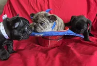 Sam, a male French Bulldog for sale in Arvada, CO – 5 of 10