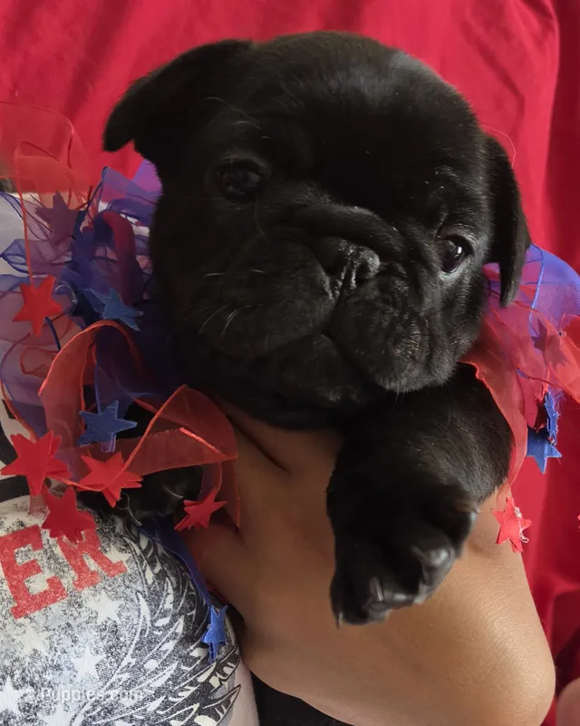Glory – French Bulldog puppy for sale in Arvada, CO