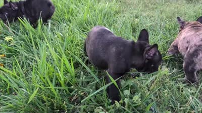 Sam, a male French Bulldog for sale in Arvada, CO – 10 of 10