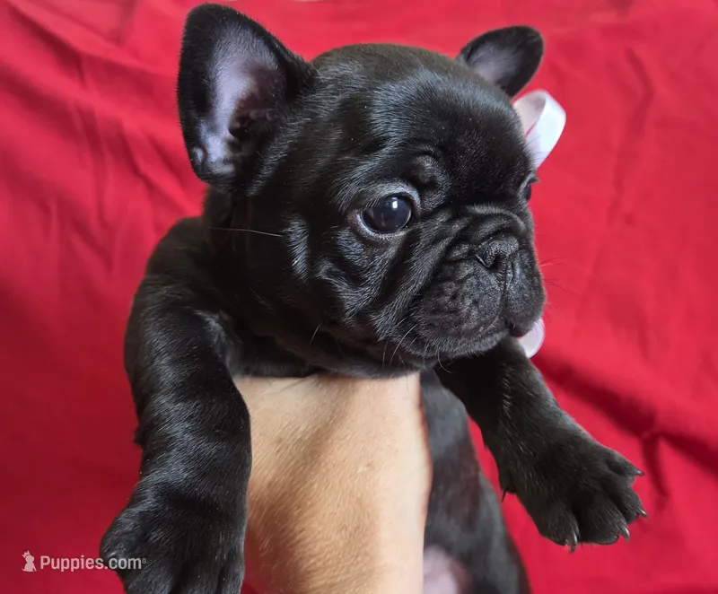 Betsy – French Bulldog puppy for sale in Arvada, CO