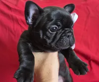 Betsy, a female French Bulldog for sale in Arvada, CO – 1 of 10
