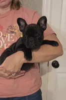 Betsy, a female French Bulldog for sale in Arvada, CO – 3 of 10
