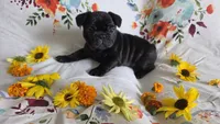 Glory, a female French Bulldog for sale in Arvada, CO – 4 of 10