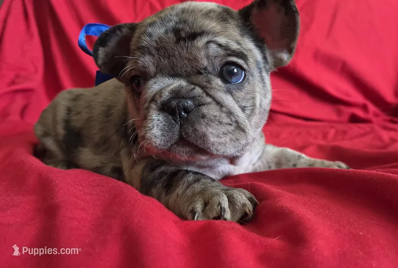 Sam – French Bulldog puppy for sale in Arvada, CO
