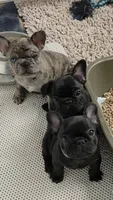 Glory, a female French Bulldog for sale in Arvada, CO – 6 of 10
