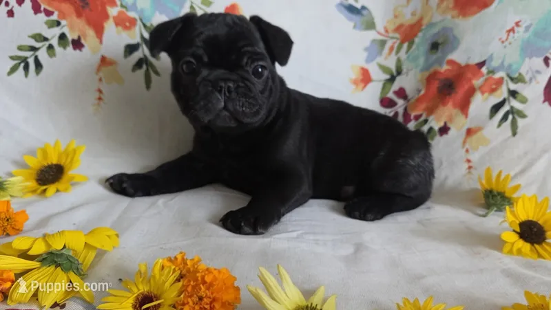 Glory – French Bulldog puppy for sale in Arvada, CO