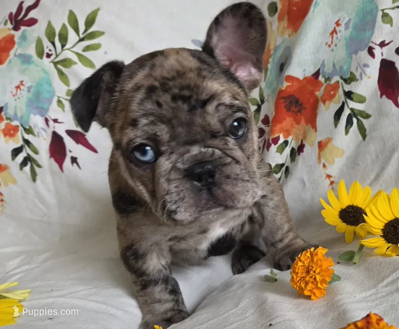 Sam – French Bulldog puppy for sale in Arvada, CO