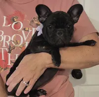 Glory, a female French Bulldog for sale in Arvada, CO – 9 of 10