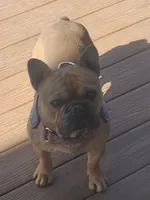 Glory, a female French Bulldog for sale in Arvada, CO – 9 of 10