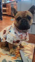Betsy, a female French Bulldog for sale in Arvada, CO – 9 of 10
