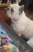 Betsy, a female French Bulldog for sale in Arvada, CO – 7 of 10