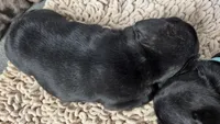 Glory, a female French Bulldog for sale in Arvada, CO – 6 of 10