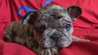 Sam, a male French Bulldog for sale in Arvada, CO – 2 of 10