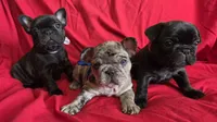 Glory, a female French Bulldog for sale in Arvada, CO – 7 of 10