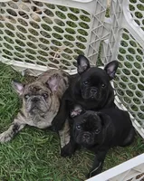 Betsy, a female French Bulldog for sale in Arvada, CO – 4 of 10