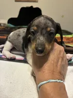 Pressley, a male Miniature Dachshund for sale in Clinton, SC – 4 of 10