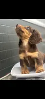 Mac, a male Dachshund for sale in Clinton, SC – 4 of 7