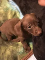 Princess , a female Miniature Dachshund for sale in Clinton, SC – 3 of 6
