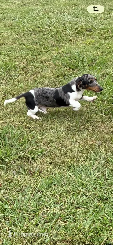 Pressley – Miniature Dachshund puppy for sale in Clinton, SC